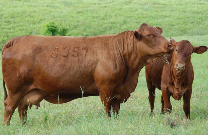 cows75-1